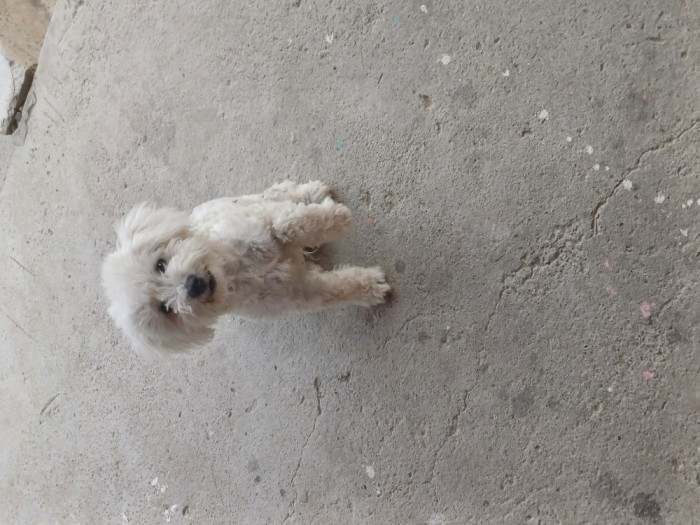 Catel bichon 4 luni 2 vaccinuri deparaxitat intern si extern