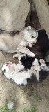 Husky Siberian