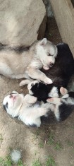 Husky Siberian foto