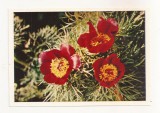 FA73-Carte Postala- RUSIA - Pravda, Peonies flower, necirculata 1965