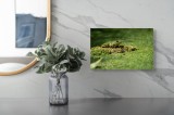 Tablou Canvas, "Broasca pe covorul verde al apei", Broască, Verde, Alge, Apă, Natură, Camuflaj, Textură, Lumină, Habitat, Amfibian., 39 x 26 cm, CMCLA