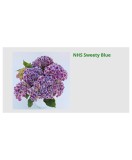 Blo.Hortensia NHS Sweety Blue 28, Oem
