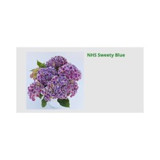 Blo.Hortensia NHS Sweety Blue 28
