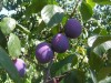 Vand tuica de prune