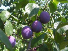 Vand tuica de prune