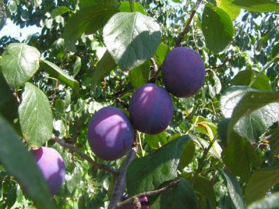 Vand tuica de prune foto