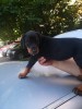 Pui Doberman de Vânzare Născuți 21 Iunie 2025 - Contact 0732229465