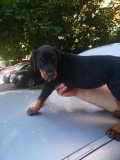 Dobermani de vanzare