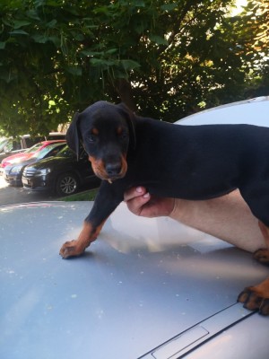 Dobermani de vanzare foto