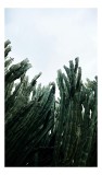 Tablou Canvas, "Cactuși sub cer &icirc;nnorat", Cactusi, Cer, Verde, Texturi, Natura, Inaltimi, Frunze, Ascutit, 26 x 39 cm, CMCLASS