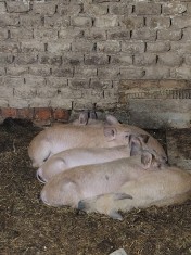 Purcei de v&acirc;nzare