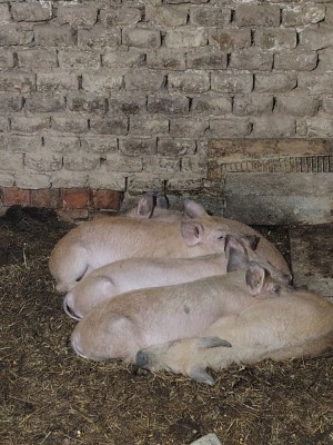 Purcei de v&amp;acirc;nzare foto