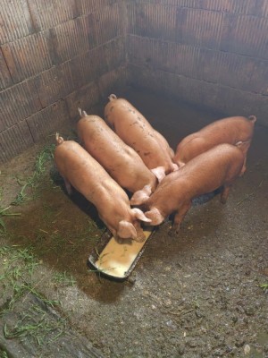 Purcei de v&amp;acirc;nzare foto