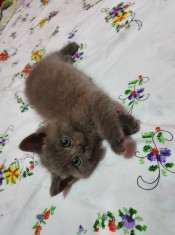 Pui de pisici British Shorthair blue pedigree foto