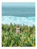 Tablou Canvas, "Veverița cercet&acirc;nd orizontul marin", Veveriță, Ocean, Valuri, Plante, Curiozitate, Natură, Verdeață, Apă, Cer, Peisaj., 26 x 39 cm, CM