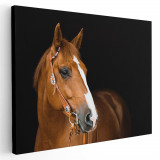 Tablou cal brun roscat (roib) Tablou canvas pe panza CU RAMA 60x90 cm