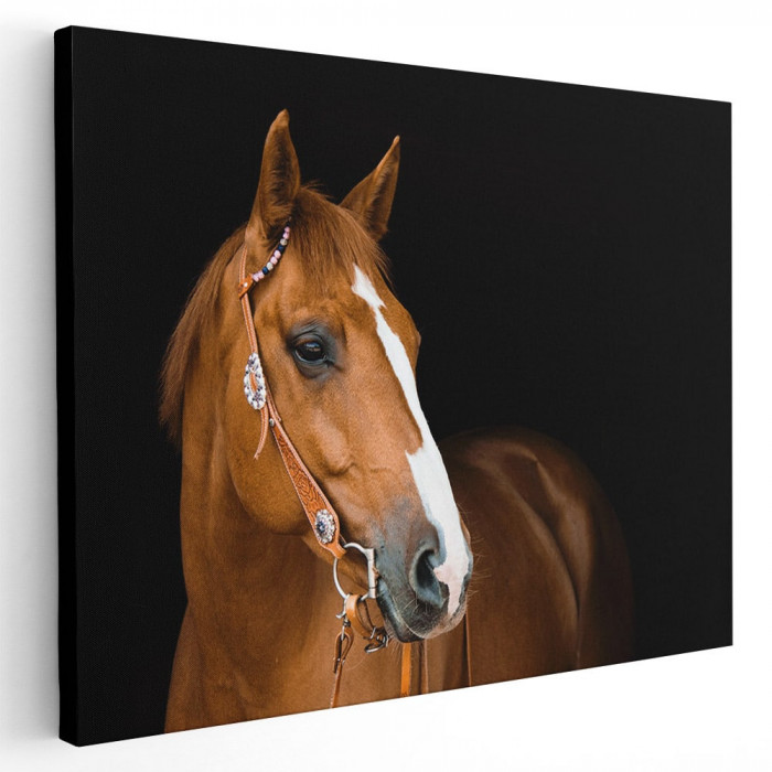 Tablou cal brun roscat (roib) Tablou canvas pe panza CU RAMA 80x120 cm
