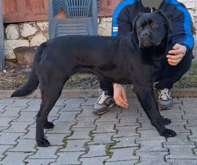 CANE CORSO, pedigree, femela junioară. foto