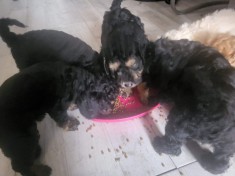 Caniche Cavoodle foto