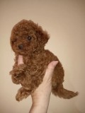 Poodle/Pudel miniatura