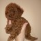 Poodle/Pudel miniatura