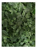 Tablou Canvas Textură Frunze Verzi Detaliu Natură Vascularizate Rețea Organic, 26 x 39 cm, CMCLASS
