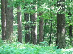 Vand padure stejar foto