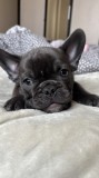 Bulldog francez pui blue mascul