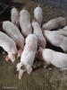 Purcei landras cu duroc!!!!, Fermag