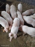 Purcei landras cu duroc!!!!