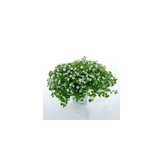 Planta Bacopa albă, planta bacopa s. white, ghiveci de 10 cm