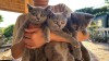 Pui british shorthair