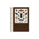 Insectile Inspiration: Insects in Art and Illustration