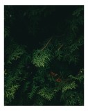 Tablou Canvas, "Verdele ascuns &icirc;n tăcerea pădurii", Verde, Frunziș, &Icirc;ntuneric, Natura, Mister, Umbre, Textură, Rămuriș, 26 x 39 cm, CMCLASS