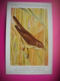 HOPCT 6279 ACROCEPHALUS PALUSTRIS -PASARI-FAUNA EUROPA-CP CHROMO LITHO -MUZEUL REGAL STIINTE NATURALE BELGIA-NECIRCULATA, Printata