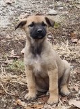 Pui catel metis Malinois (fetita)