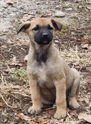 Pui catel metis Malinois (fetita) foto