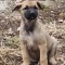 Pui catel metis Malinois (fetita)