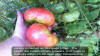 Tomate , rosii MORTGAGE LIFTER - 10 seminte pentru semanat