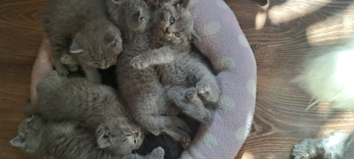 British shorthair blue