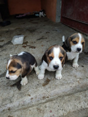 Vand ca?ei Beagle tricolor foto