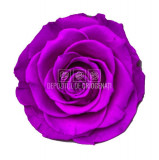 Trandafiri Criogenati BELLA PUR-02 (&Oslash;7,5-8cm, set 4 buc /cutie)