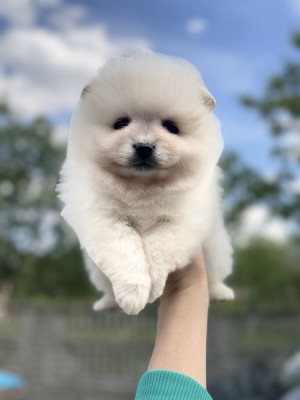 Pomeranian Toy tip Boo foto