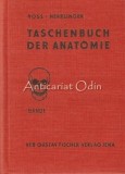 Taschenbuch Anatomie I-III Hermann Voss, Robert Herrlinger, Veb Gustav Fischer, Jena 1976, Germana