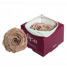 Trandafir CAFFE LATTE Natural Criogenat Premium cu diametru 10cm + cutie cadou