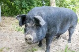 porc de vanzare Bals