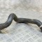 Furtun radiator răcire dreapta BMW 3 F30, F80 2015 OEM: 8616524 14425937