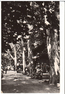 CPIB 15887 CARTE POSTALA - BUZIAS. VEDERE DIN PARC, RPR foto