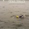 Ten and a Half Miles: Swimming Windermere
