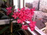 Leandru cu flori roz , vand .